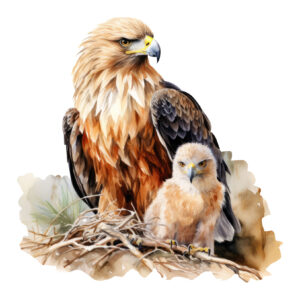 Transfert DTF -L'aigle et son aiglon - 2 formats disponibles