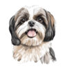 Transfert DTF - Le Shih-Tzu de Myriam - 4.5" X 5.5"